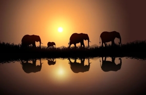 Elefanten vor Sonnenuntergang 